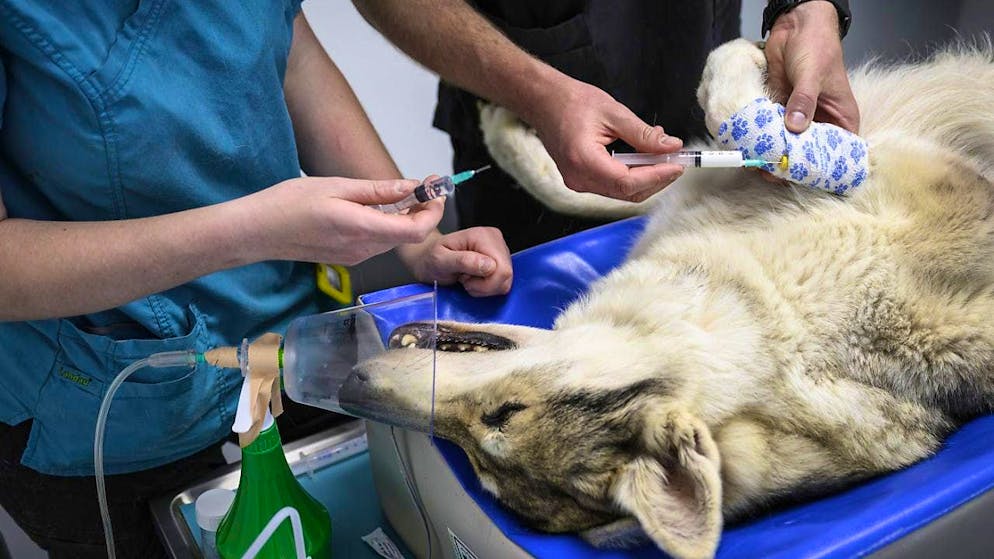 Dogs and other pets are also entitled to good medical treatment - their health data can now be managed online. (archive picture)