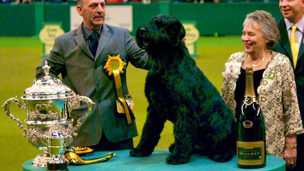 Schnauzers are one of the dog breeds that, according to the study, tend to have smaller brain volumes. (archive image)