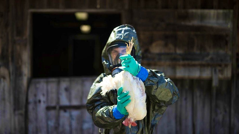 First case this season: bird flu has arrived in Switzerland. (Archive photo: Civil protection exercise for animal disease control in May 2023)