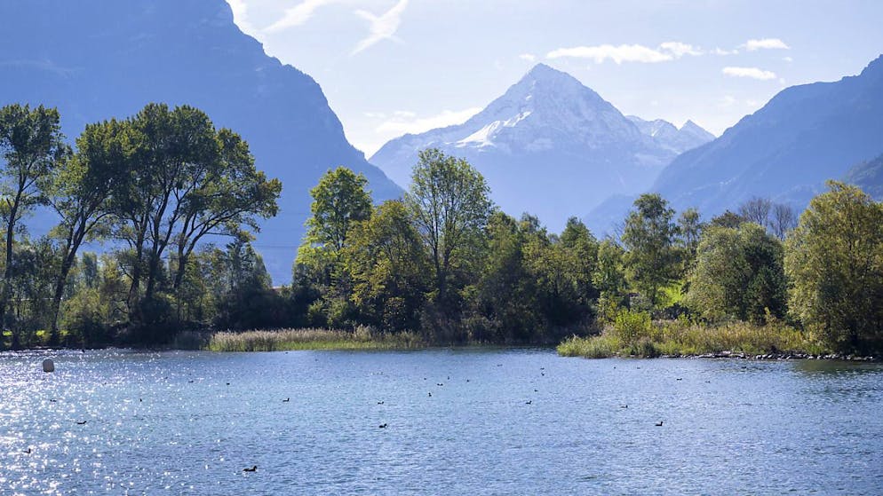 Il virus è stato rilevato lunedì in un cigno morto nel Delta della Reuss, nel canton Uri (foto d'archivio).