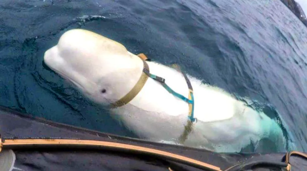 Hvaldimir was found wearing a harness that has sparked much speculation.