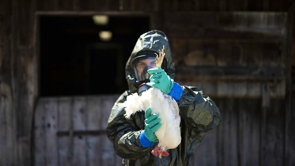 Das musst du zum H5N1-Virus wissen. Vogelgrippe kommt in der Schweiz an – erster Fall entdeckt