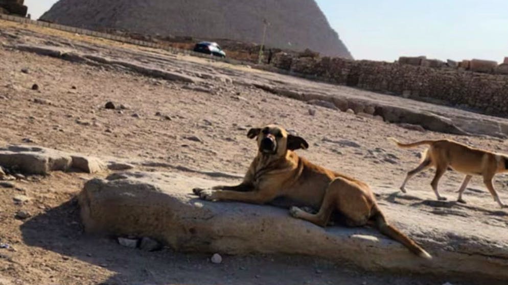 Ora famoso sui social. Ecco chi è Apollo, il cane che ha conquistato la Grande Piramide di Giza