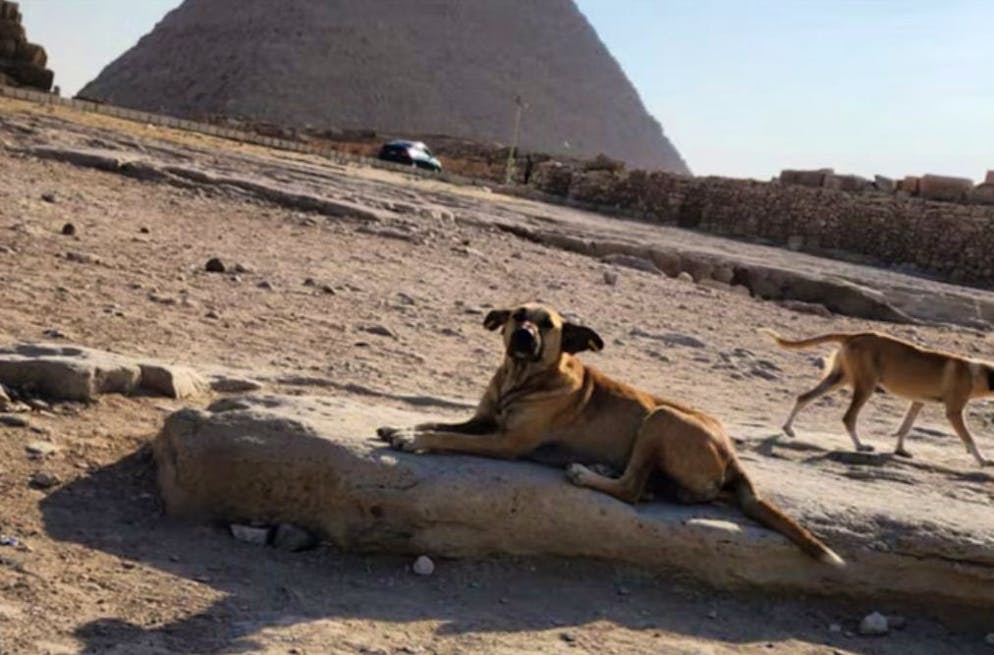Ecco Apollo, uno degli 8 cani randagi che vivono intorno alle piramidi.