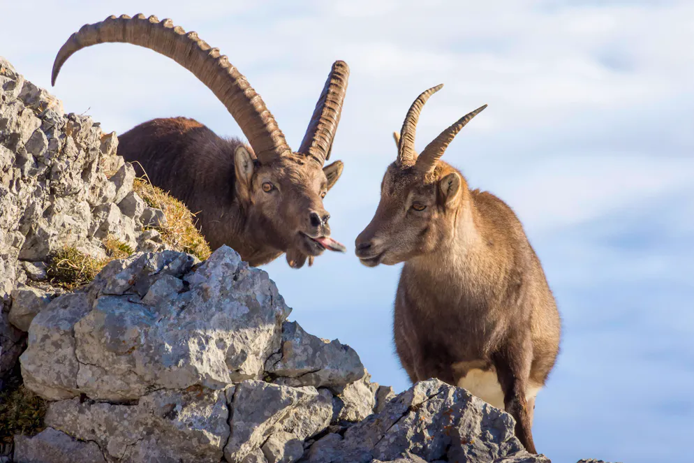 Habituellement diurnes, les bouquetins s'activent de plus en plus la nuit pour échapper aux températures élevées. (image d'illustration)