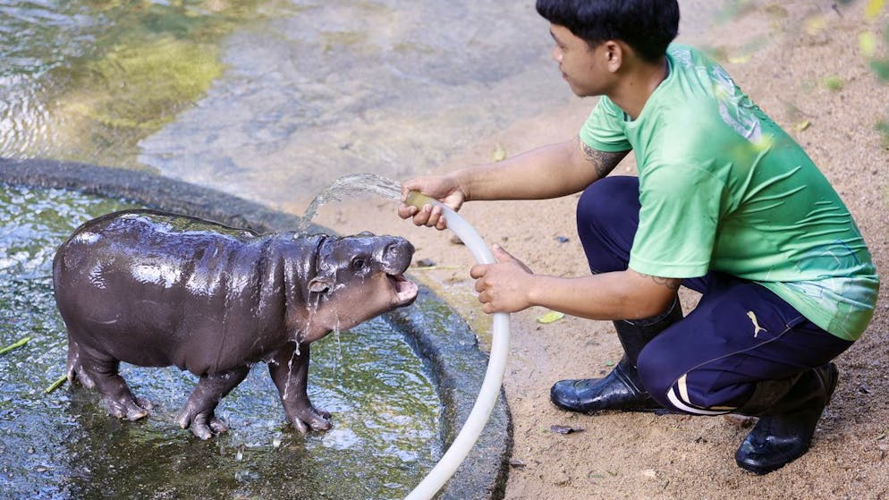 Thousands visit it every day. Baby pygmy hippo Moo Deng gets his own song