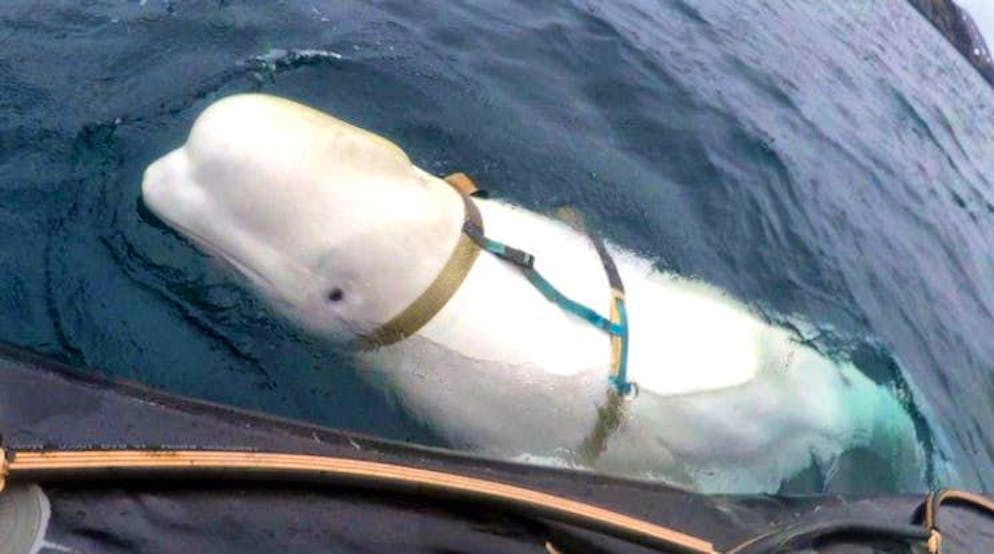 Hvaldimir è stato trovato con un'imbracatura che ha scatenato molte speculazioni.