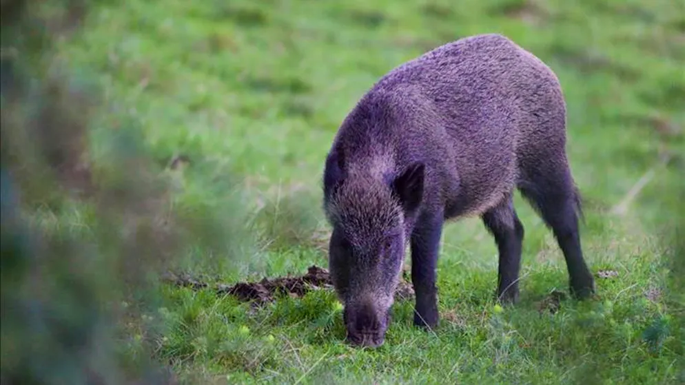 Animali. Il Ticino acquisterà la carne di cinghiale per evitare l'arrivo della peste suina africana
