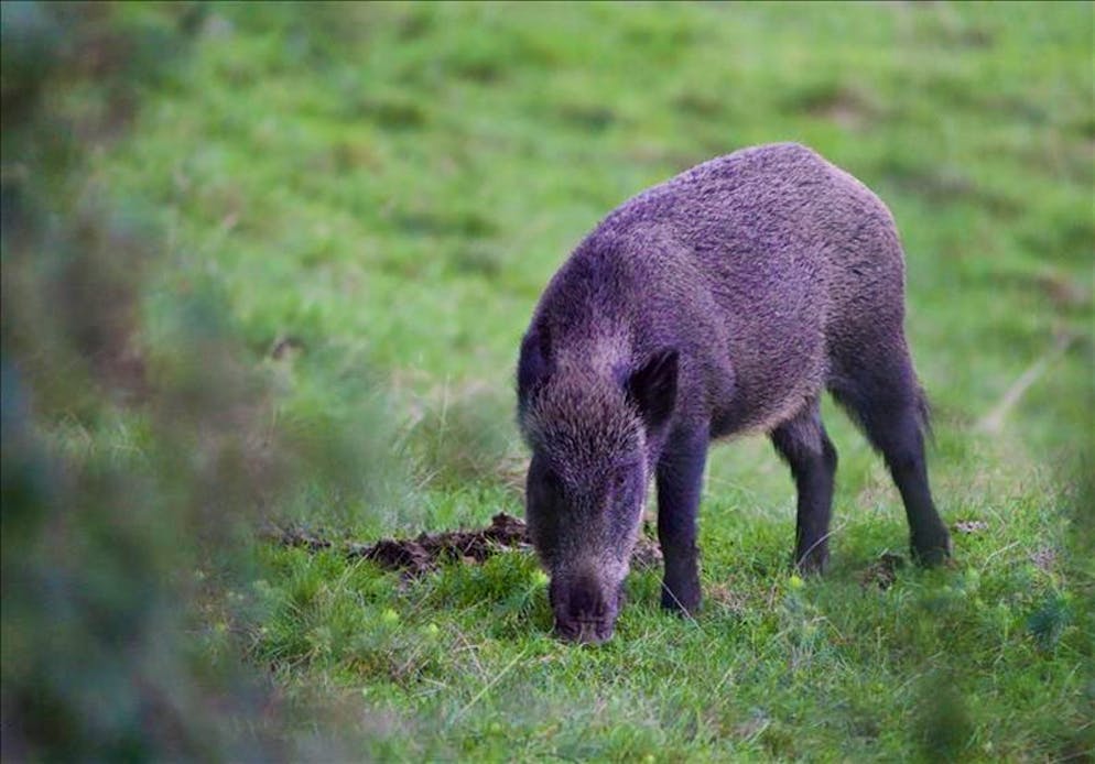 Troppi cinghiali e la peste alle porte