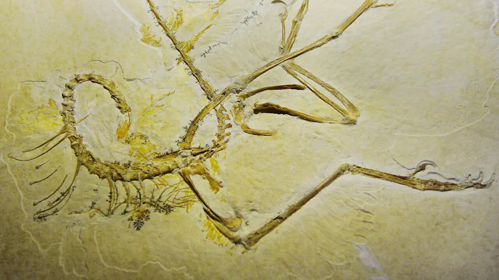 La découverte place Navaornis à mi-chemin entre Archaeoptéryx (cliché), vieux de 150 millions d'années, et les oiseaux modernes, dont l'origine remonte à environ 75 millions d'années (archives).