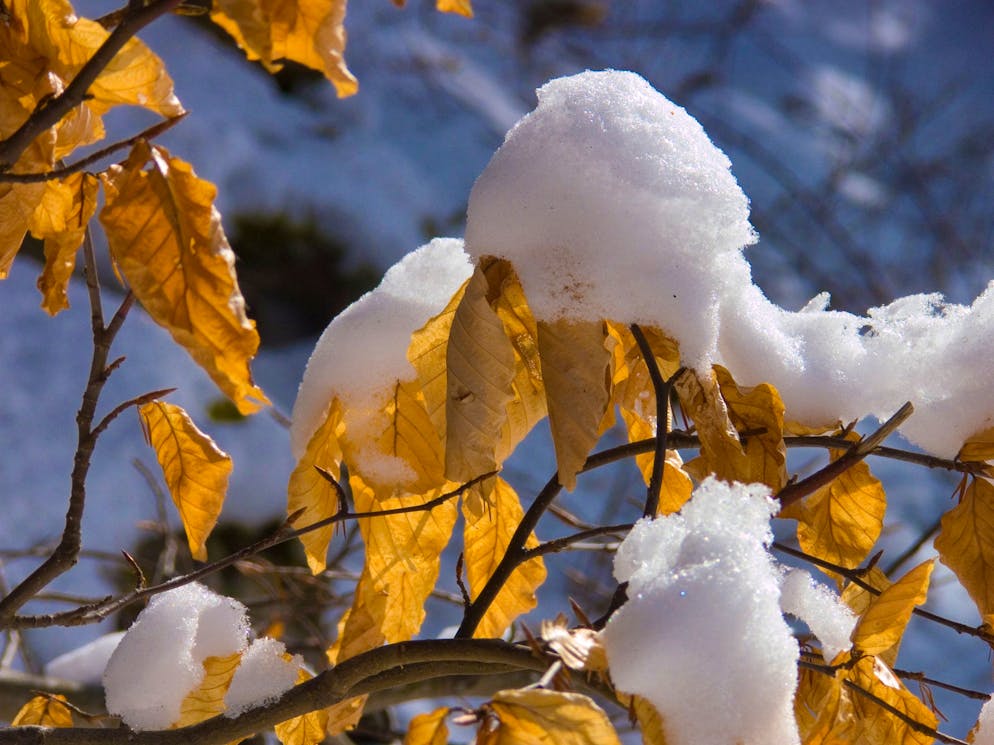 En fin de semaine prochaine, la neige tombera au-dessous de 1000 mètres.