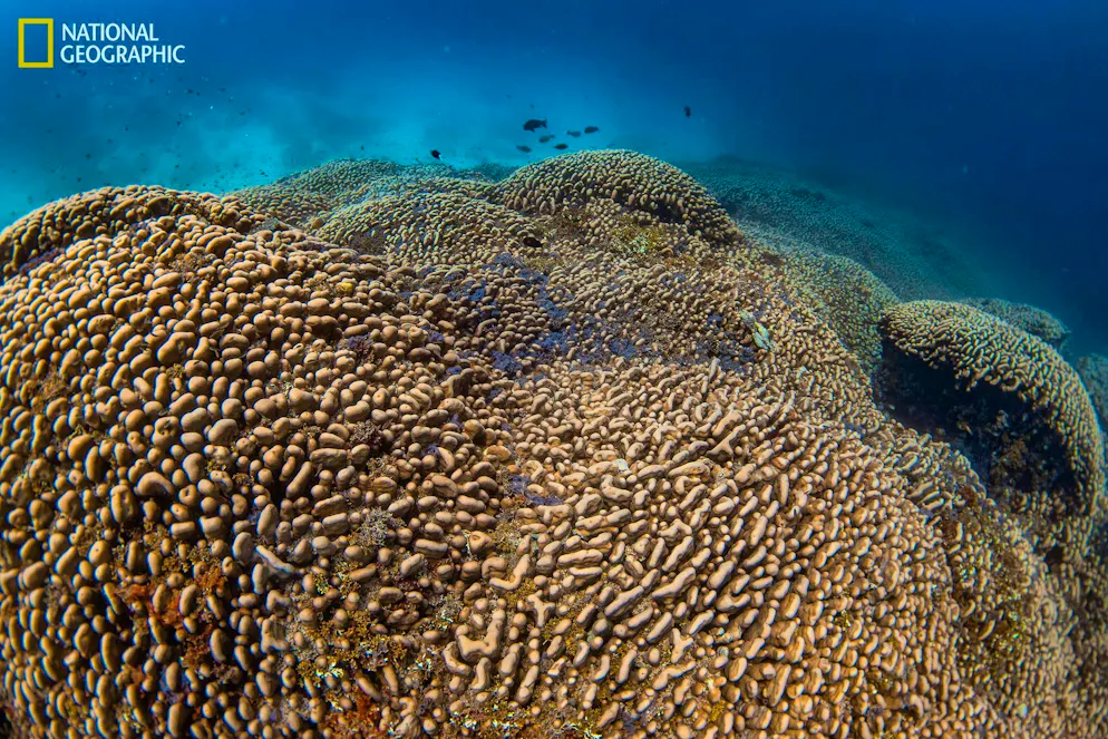 Record-breaking coral discovered - longer than a blue whale - Gallery. The mega-coral is home to many other creatures.