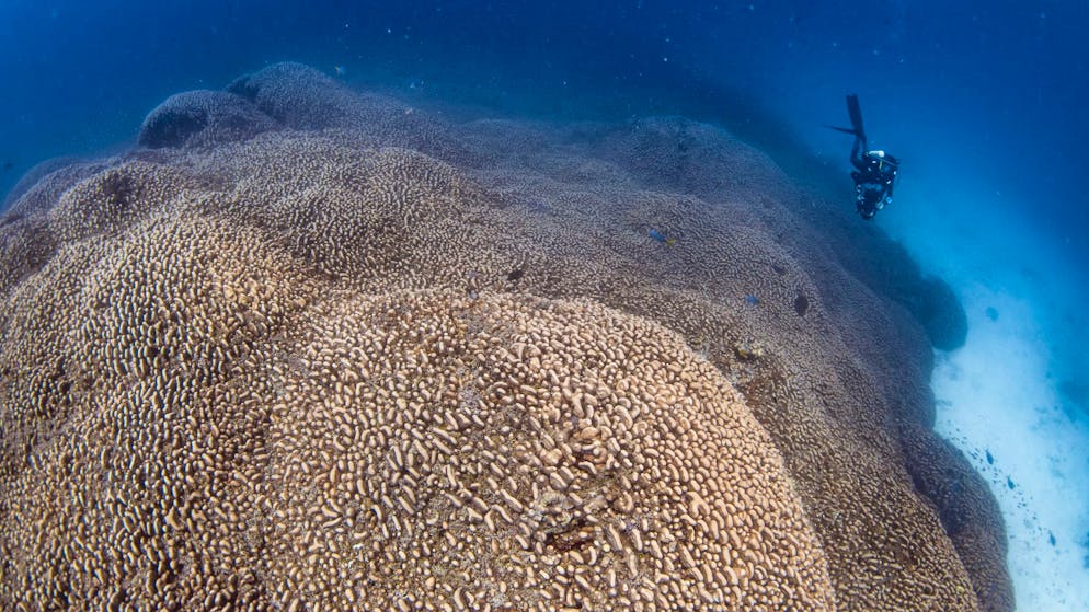 Mächtigstes Exemplar der Welt. Diese Koralle im Südpazifik ist grösser als ein Blauwal