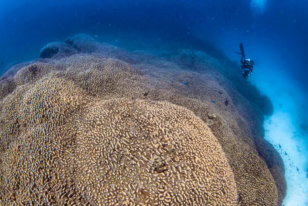 Record-breaking coral discovered - longer than a blue whale - Gallery. Researchers from National Geographic's Pristine Seas program say they have discovered a coral that is larger than any previously known.