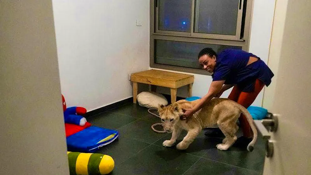The lion cub Sara plays with her keeper in an apartment where she was housed by the rescue organization Animals Lebanon.