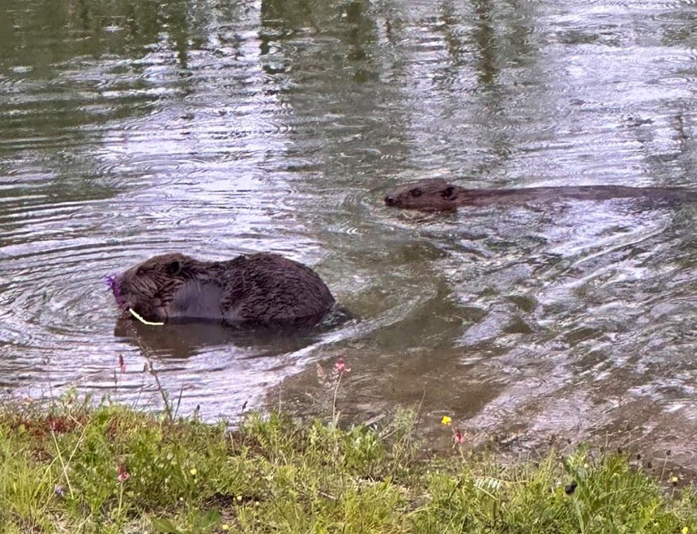 Die Gemeinde geht davon aus, dass ein Biber-Paar den Damm und ihren Bau gebaut haben.
