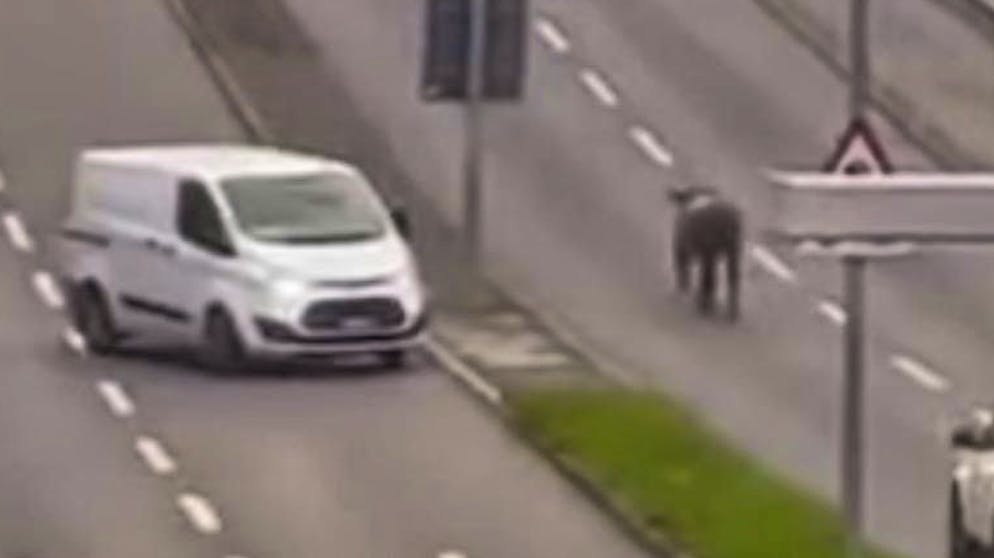 Ecco il video. Un vitello in fuga trotta sull'Europabrücke di Zurigo