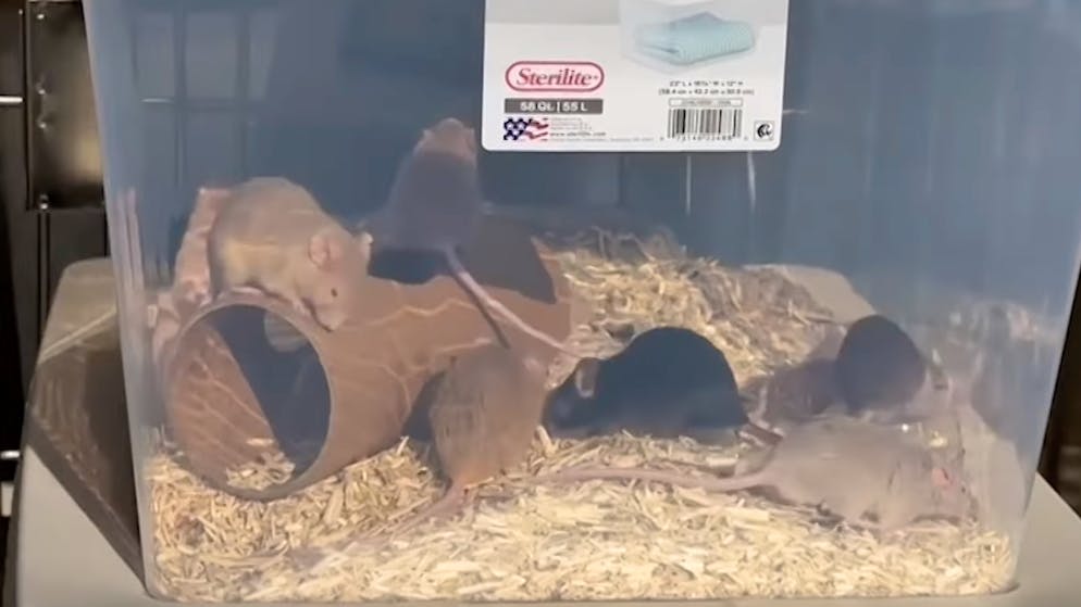 Oltre 1'000 bestiole. Un rifugio per animali è stato sopraffatto da un'invasione di topi