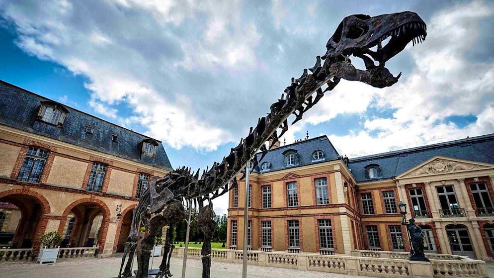 The skeleton of the herbivore is around 150 million years old and consists of 75 to 80 percent of the original bones. (archive picture)