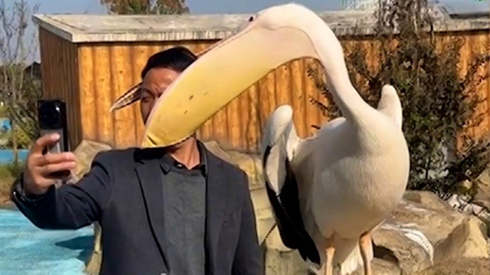 Pelikan schnappt zu. Dieses Selfie wird Zoo-Besucher nicht so schnell vergessen