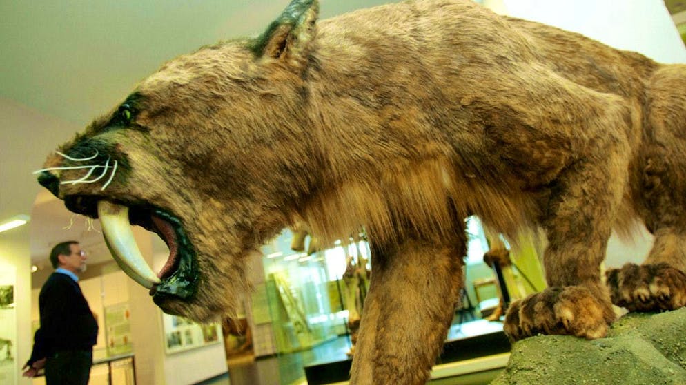 ARCHIVE - A replica of a sabre-toothed tiger is on display at the Ottoneum Natural History Museum in Kassel on January 25, 2005. Photo: Uwe Zucchi/dpa