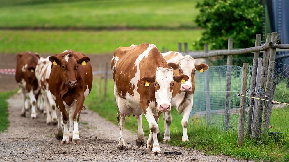 Methan-Emissionen. Dänemark führt Kuh-Furz-Steuer ein – Schweine-Rülpser kosten auch