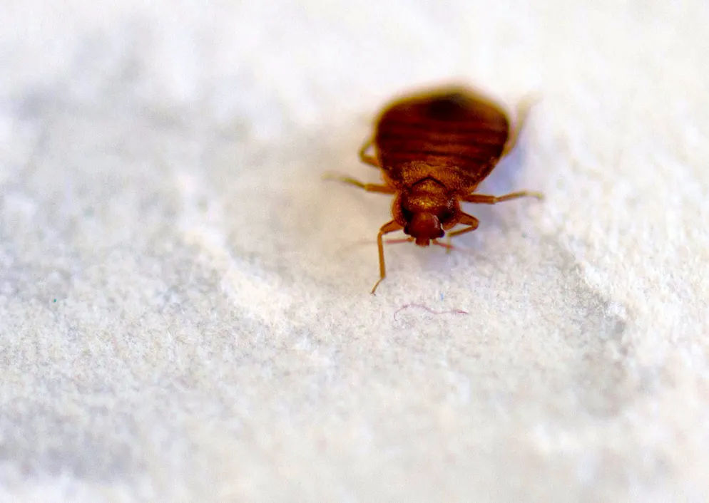 Le cimici dei letti sono dei brutti guastafeste. Un'assistente di volo dà consigli su come rintracciarle.