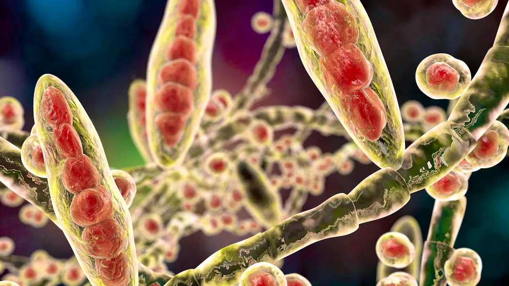 Trichophyton mentagrophytes type VII is the first known sexually transmitted skin fungus.