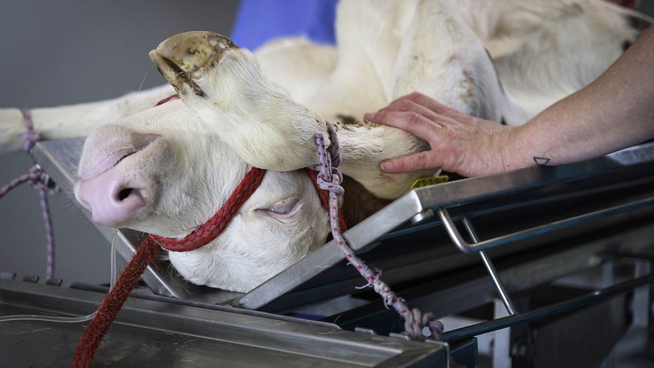 Gesundheit. Weitere Anstrengungen im Kampf gegen Antibiotikaresistenzen nötig