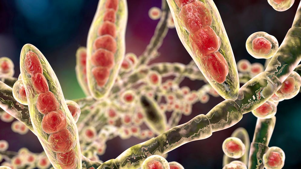 Der Trichophyton mentagrophytes Typ VII ist der erste bekannte Hautpilz, der sexuell übertragbar ist.