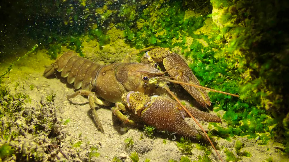 The jackdaw crayfish were released into the Lüssel.