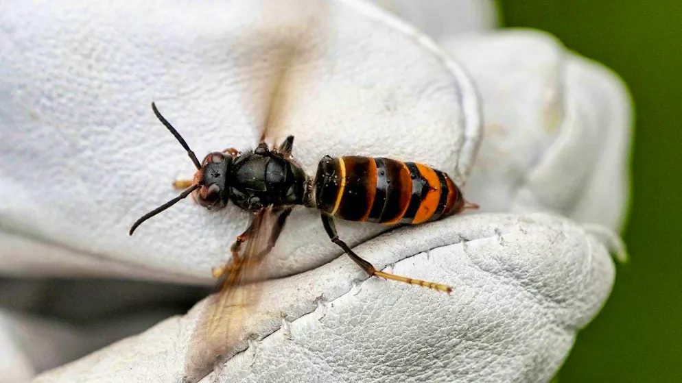The Asian hornet is threatening bee populations in Switzerland.