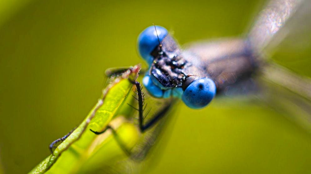 The second phase of the Biodiversity Action Plan includes measures for insects. (theme picture)