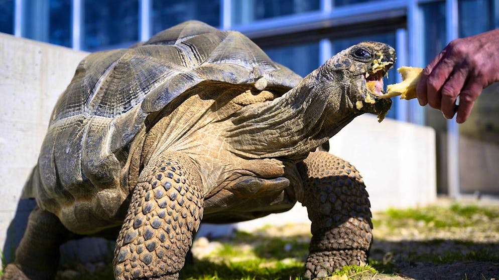 Turtles could not develop larger because of their shell.