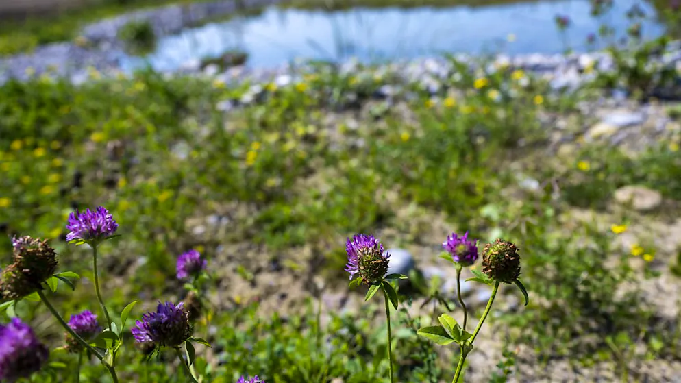 Quinze nouvelles mesures seront mises en place pour préserver la biodiversité (archives).