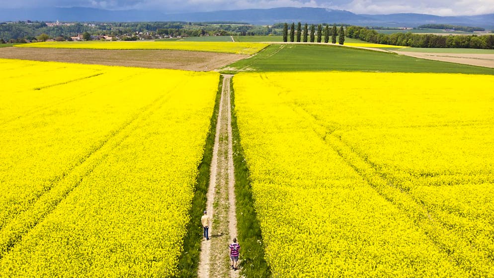 Les chemins communaux agricoles peuvent faire l'objet de subventions d'améliorations foncières (image prétexte).