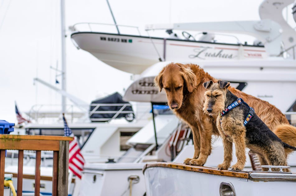 Bellende Passagiere willkommen Hunde-Kreuzfahrt lockt Frauchen und Herrchen mit Haustier-Butler