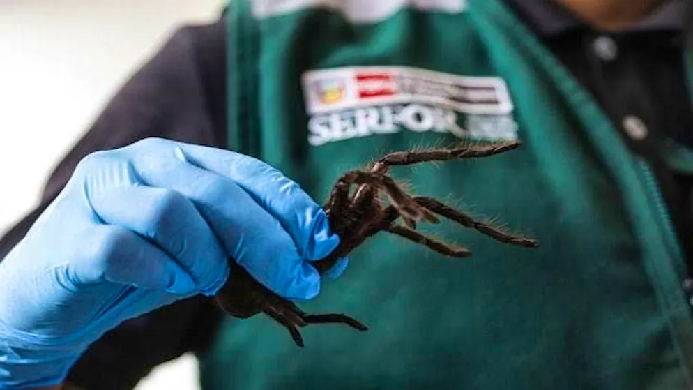 One of the 320 tarantulas that the man wanted to smuggle from Peru to Asia.