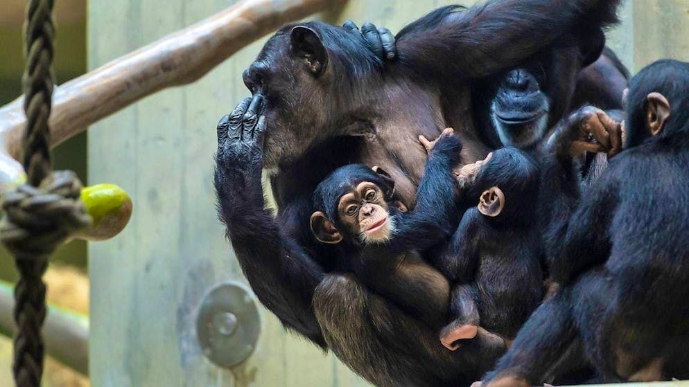 Female migration in chimpanzees promotes the exchange of complex behaviors across generations and regions.
