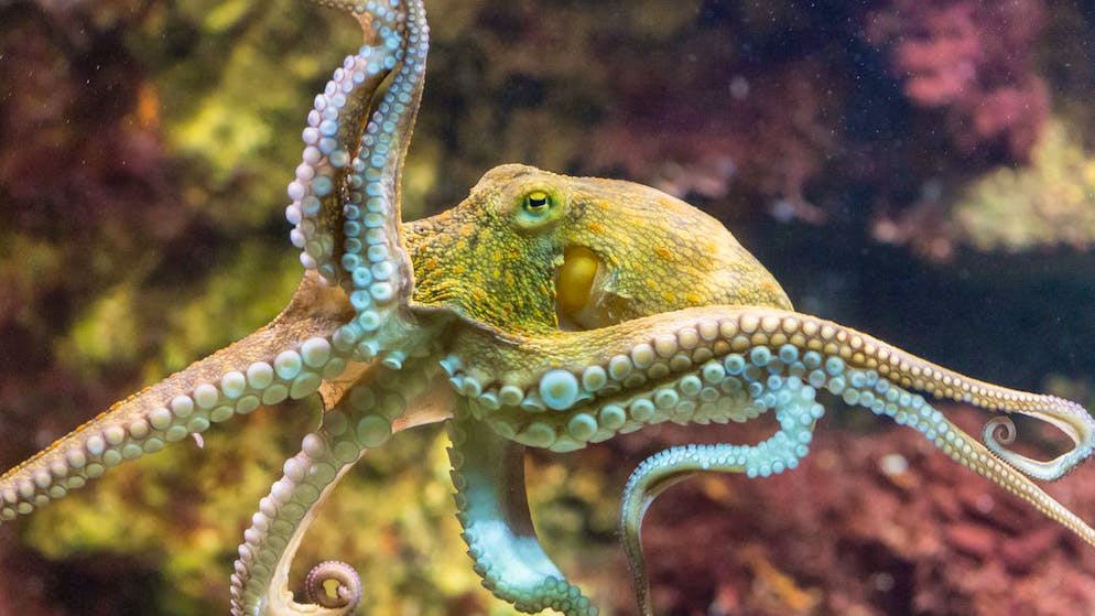 Gute Anpassungsfähigkeiten. Diese Tiere könnten die Menschen eines Tages ablösen