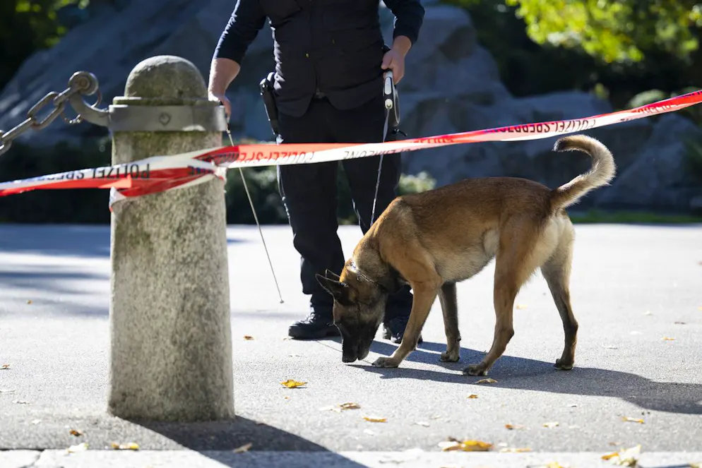  L'uomo disperso è stato ritrovato grazie al fiuto di un cane da ricerca (immagine illustrativa).