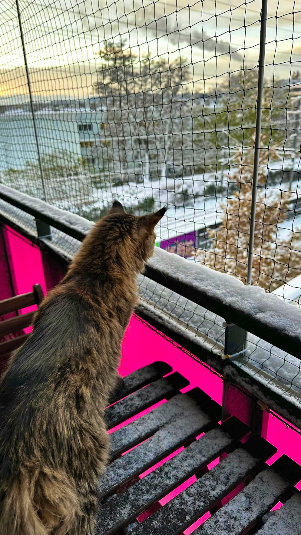 Winter onset Switzerland November 2024. This cat is also rather skeptical. 