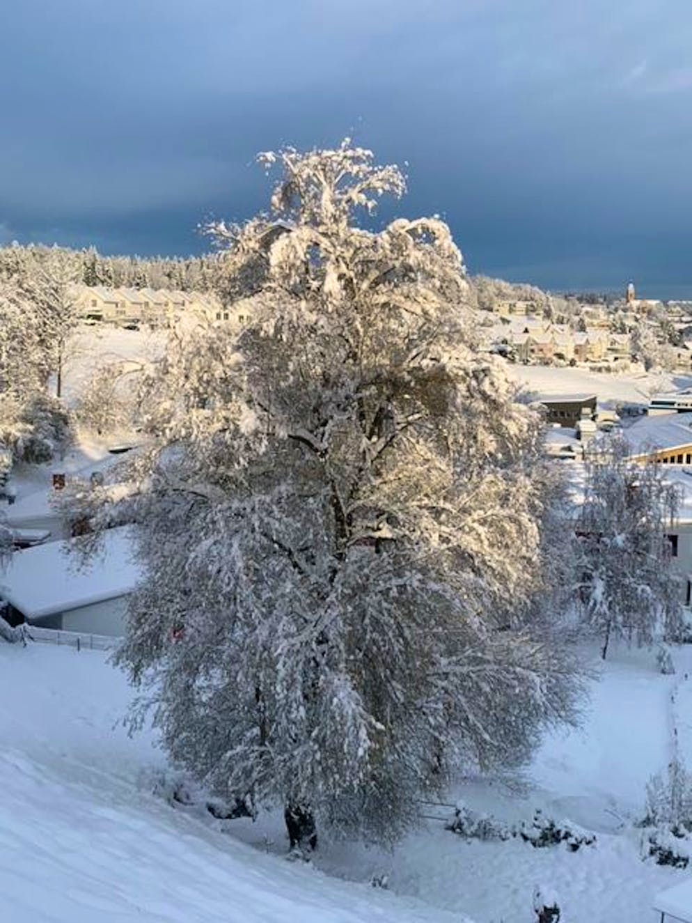 Wintereinbruch Schweiz November 2024. Eine blue News Leserreporterin schickt winterliche Grüsse aus der Nähe von Luzern. 