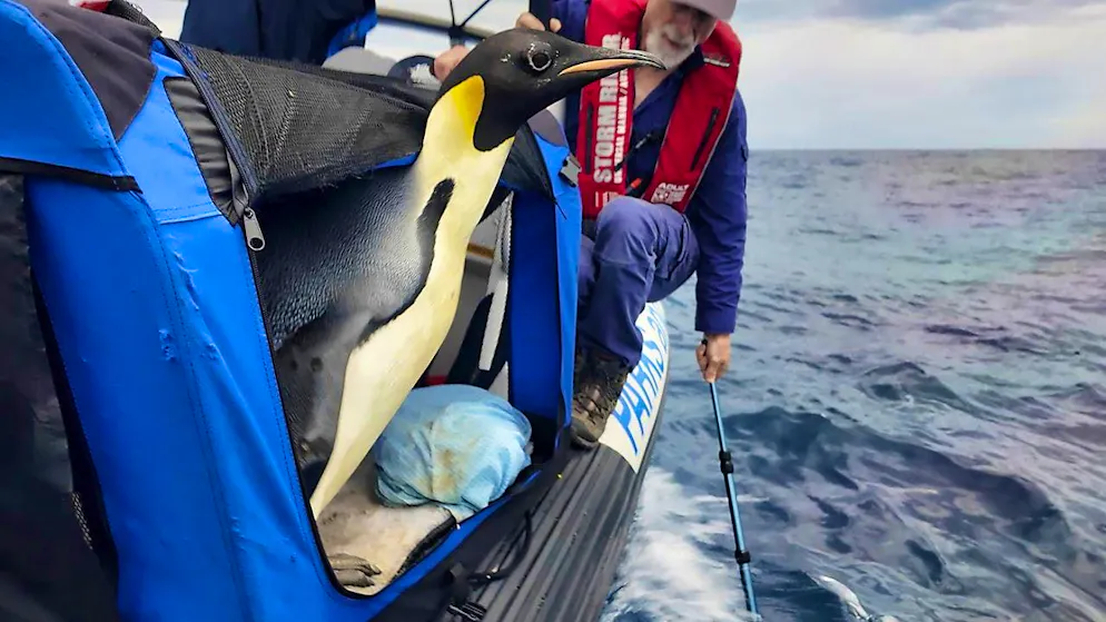 Emperor penguin Gus has been released back into the wild by researchers on the south coast of Australia.