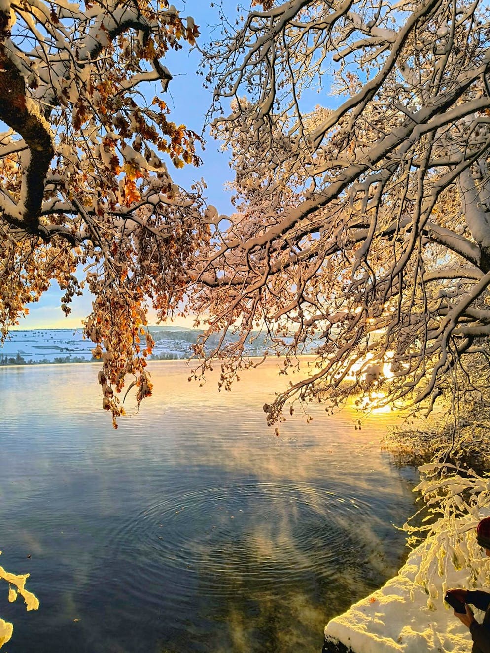 Wintereinbruch Schweiz November 2024. Traumhafte Morgenstimmung am Hallwilersee. 