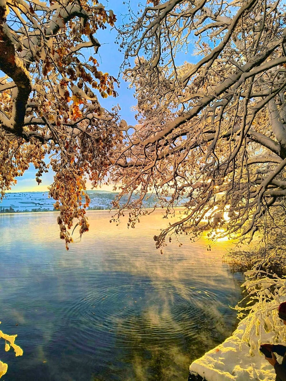 Winter onset Switzerland November 2024. Fantastic morning atmosphere on Lake Hallwil. 