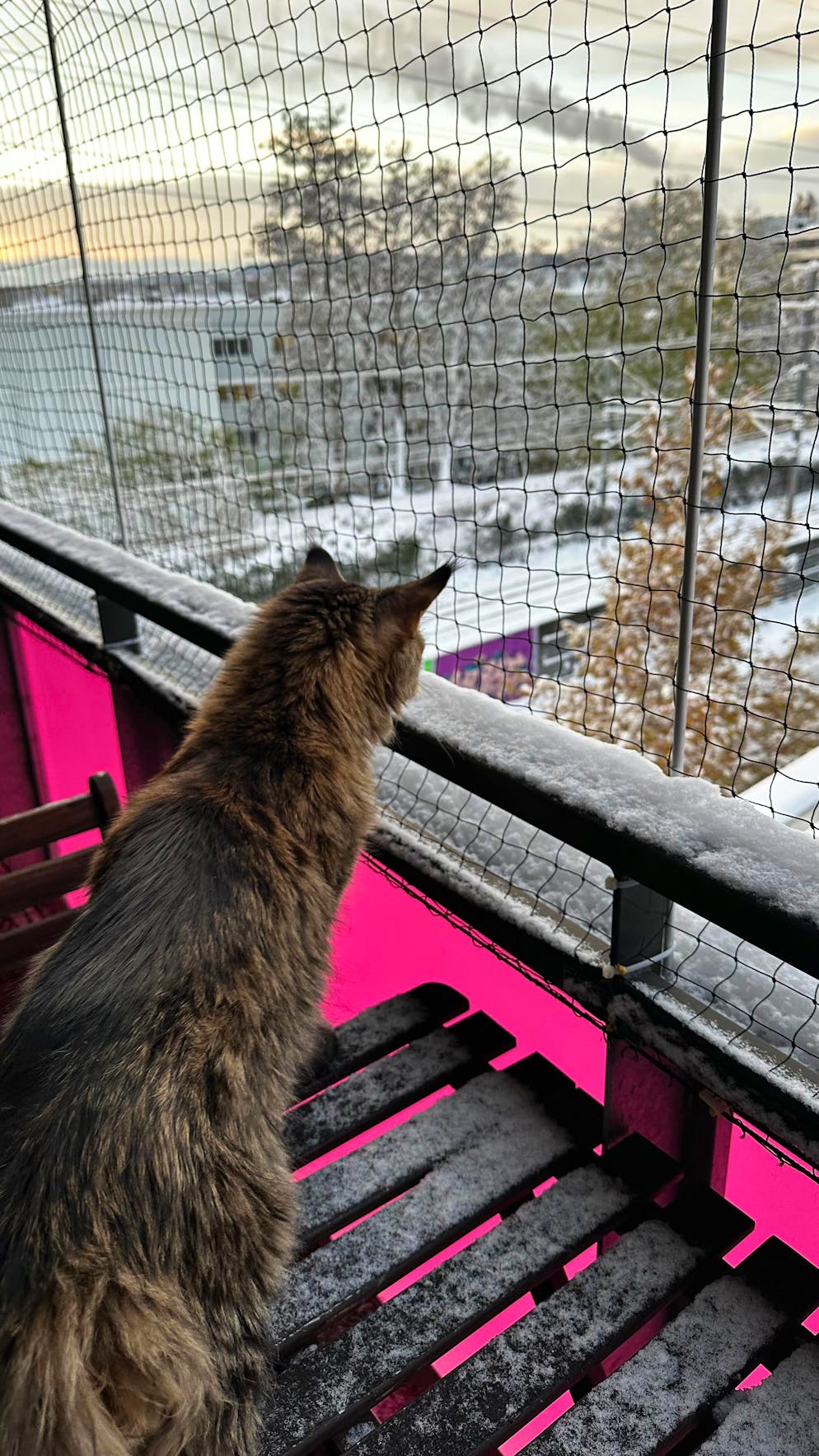 Wintereinbruch Schweiz November 2024. Auch diese Katze ist eher skeptisch. 