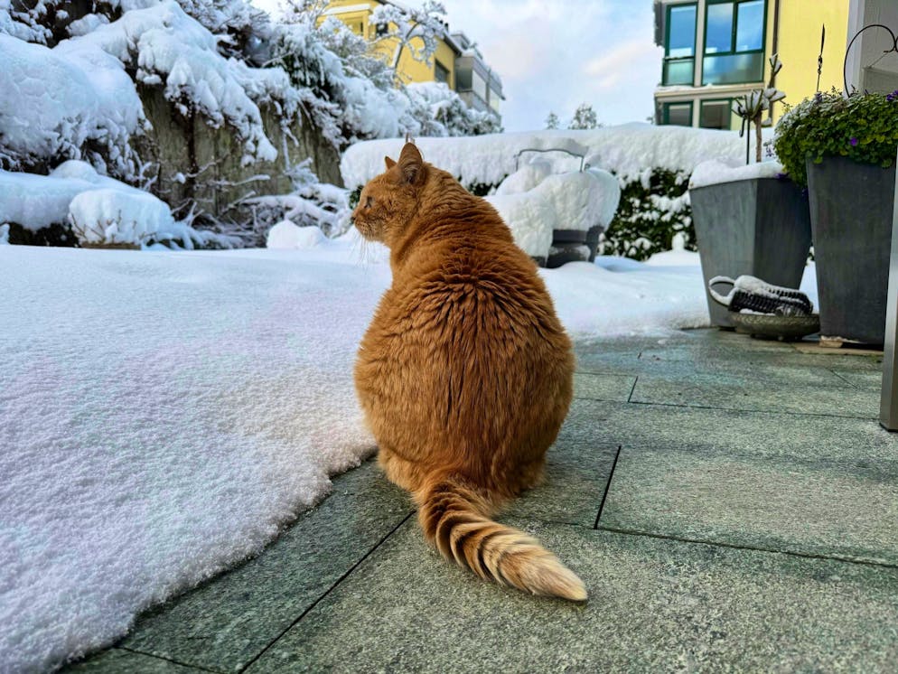 Winter onset Switzerland November 2024. In general, the four-legged friends don't seem to be a fan of the snow. 