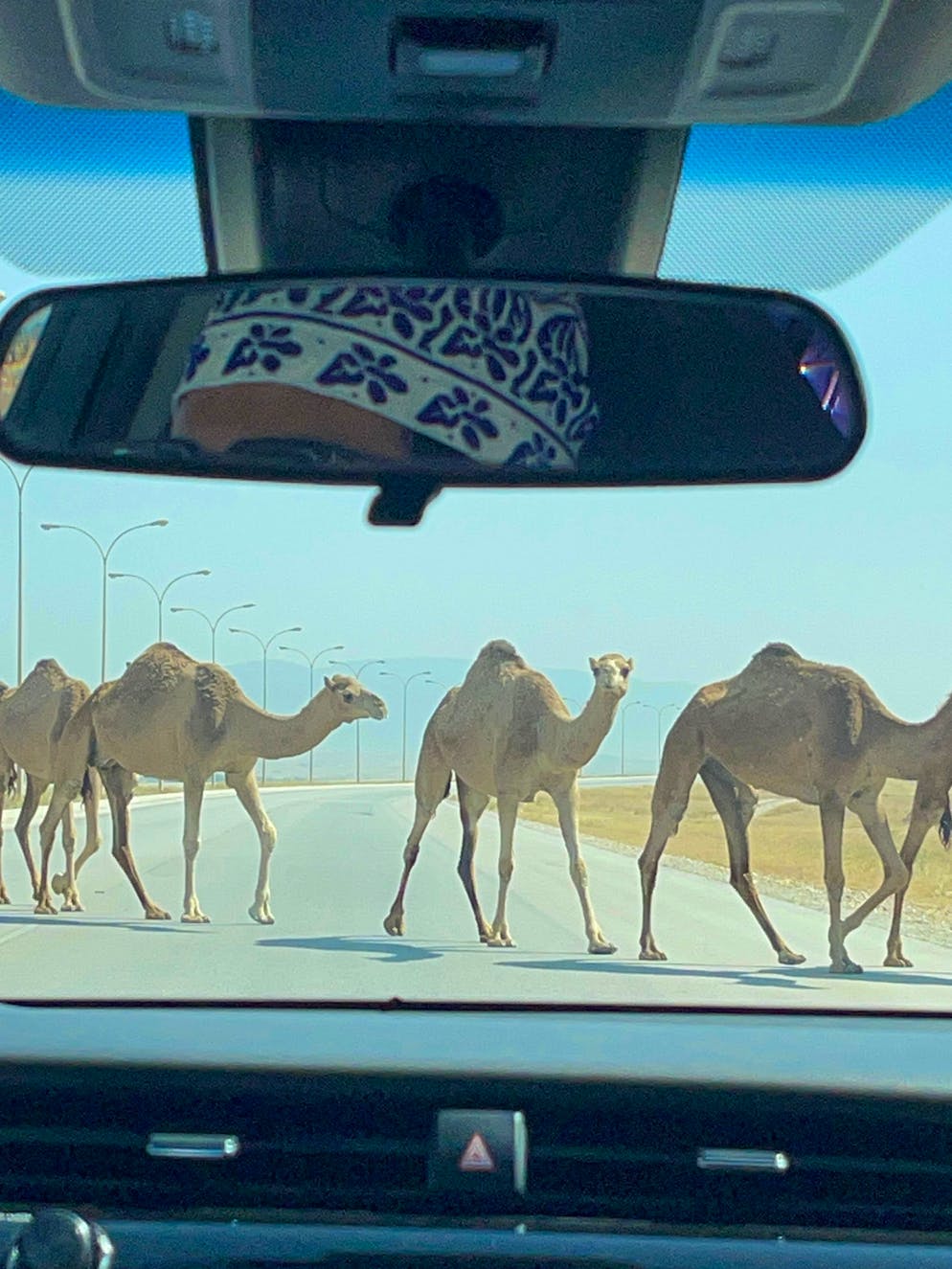 Reisebericht Oman. … oder Kamele auf die Strassen.