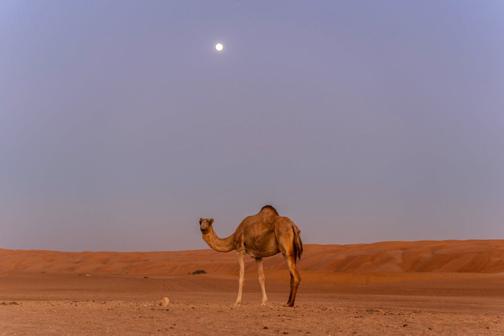 Reisebericht Oman. Dort ziehen Kamele ihre Bahnen. 